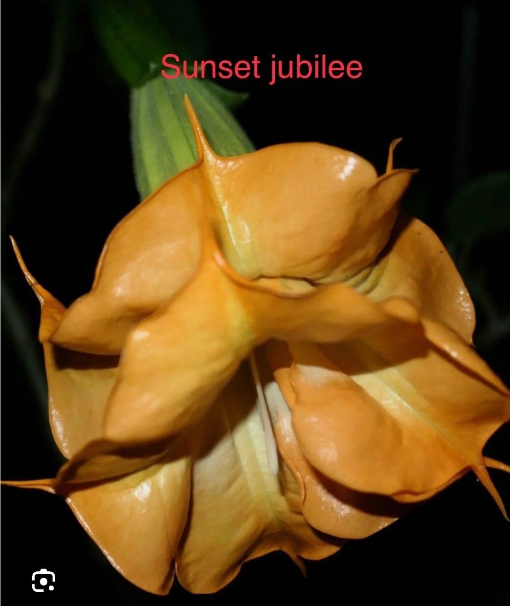 Engletrompet/Brugmansia Sunset Jubilee