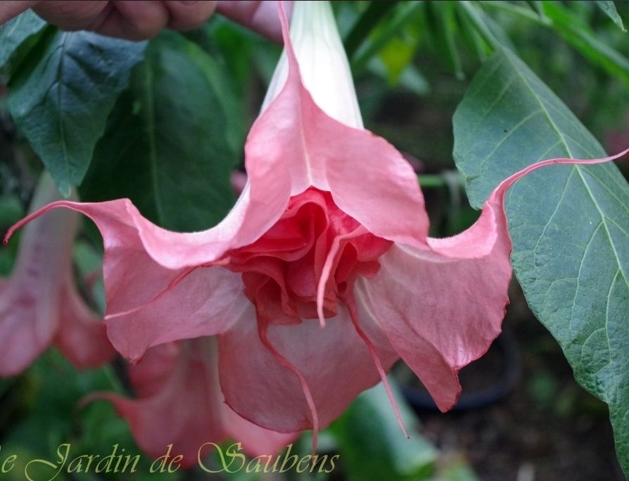 Engletrompet/Brugmansia SB Douce Laetita