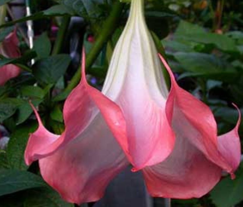 Engletrompet/Brugmansia Golfito