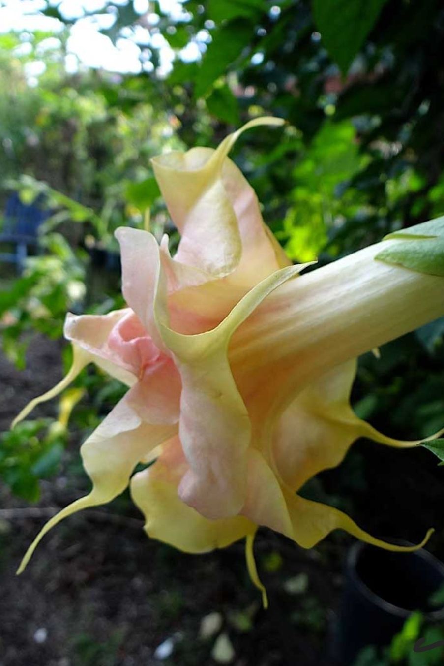 Engletrompet/Brugmansia Fruit Salad