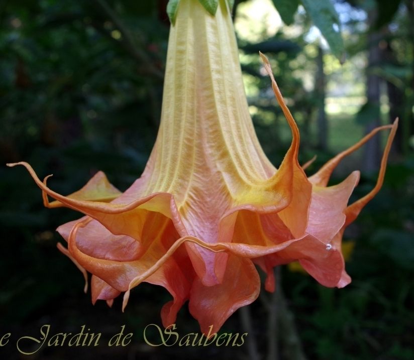 Engletrompet/Brugmansia SB Le Magnefiqe