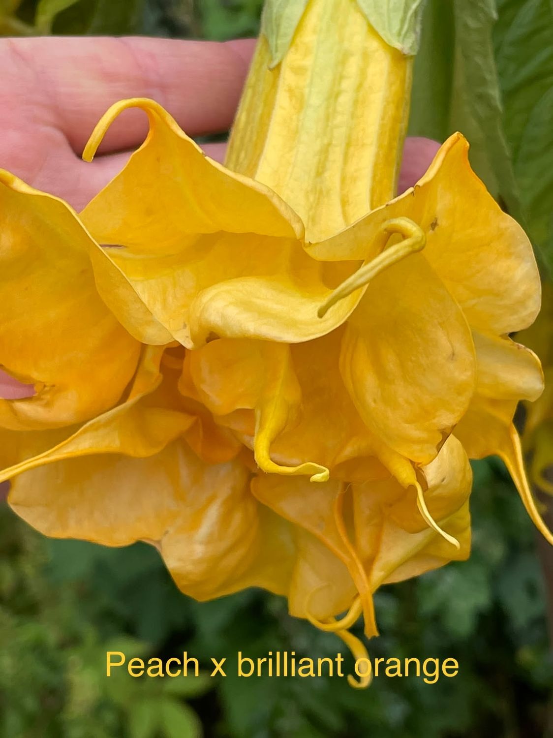 Engletrompet/Brugmansia Peach x Brilliante Orange