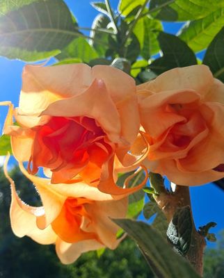 Engletrompet/Brugmansia
