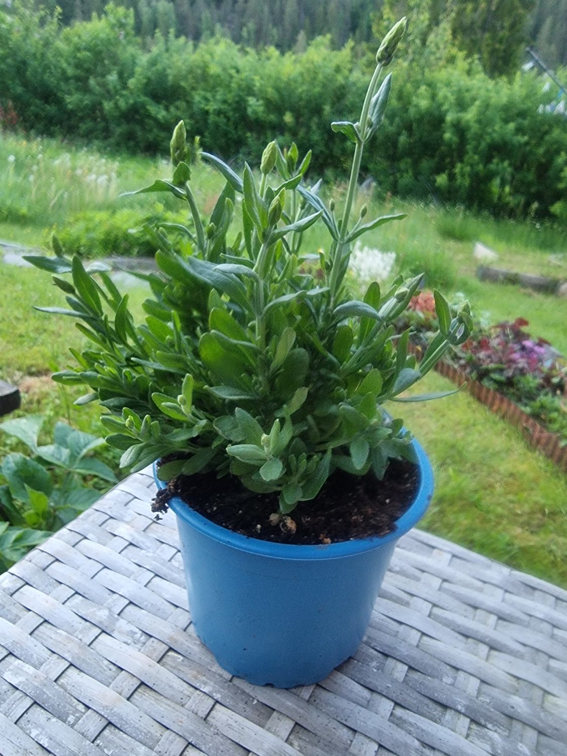 Lavendel - Lavendula Angustifolia " Elvira Blue"