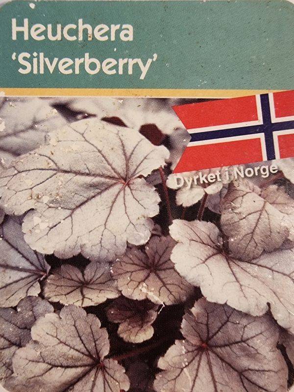 Alunrot/Heuchera - Silverberry