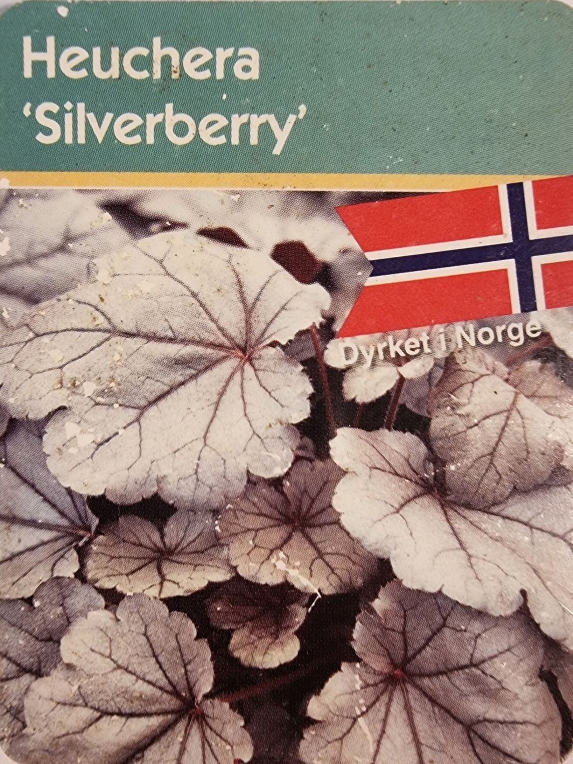 Alunrot/Heuchera - Silverberry
