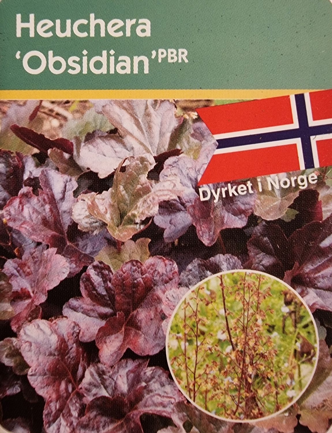 Alunrot/Heuchera - Obsidian