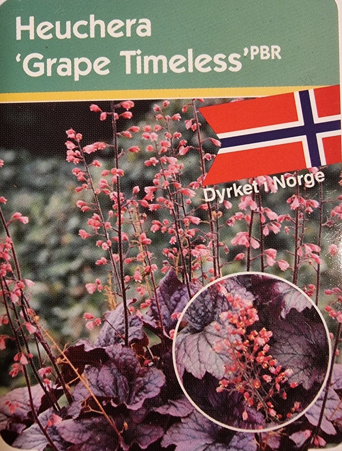 Alunrot/Heuchera - Grape Timeless