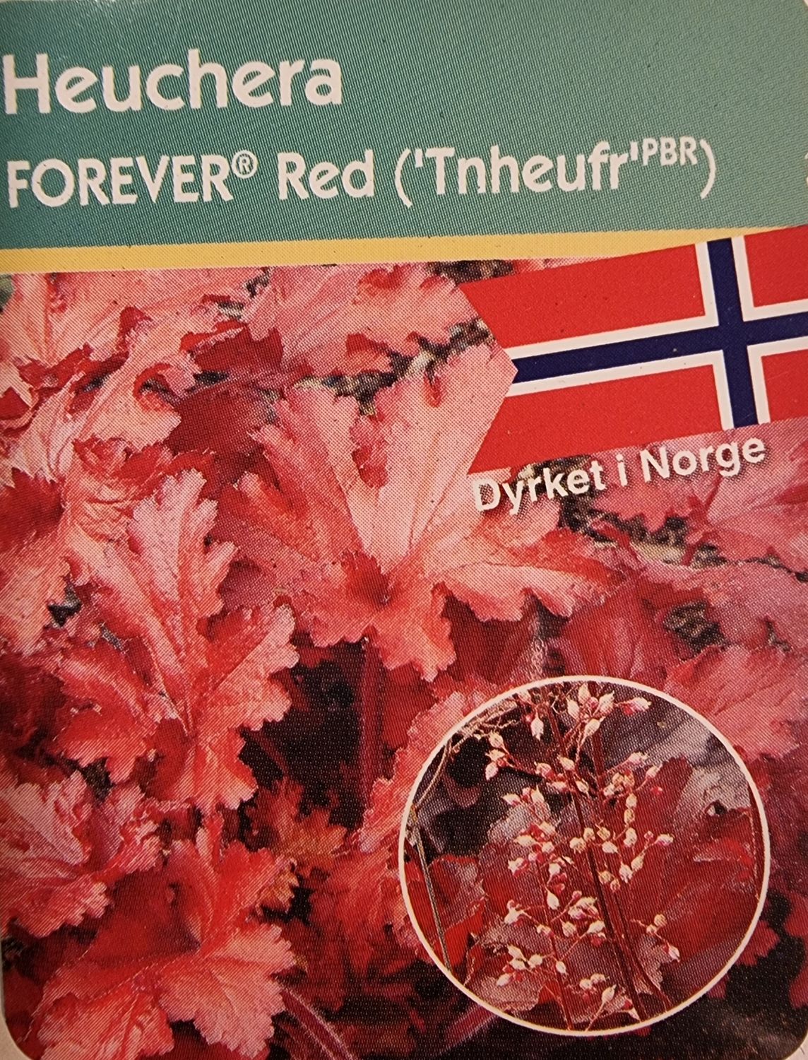 Alunrot/Heuchera - Forever Red