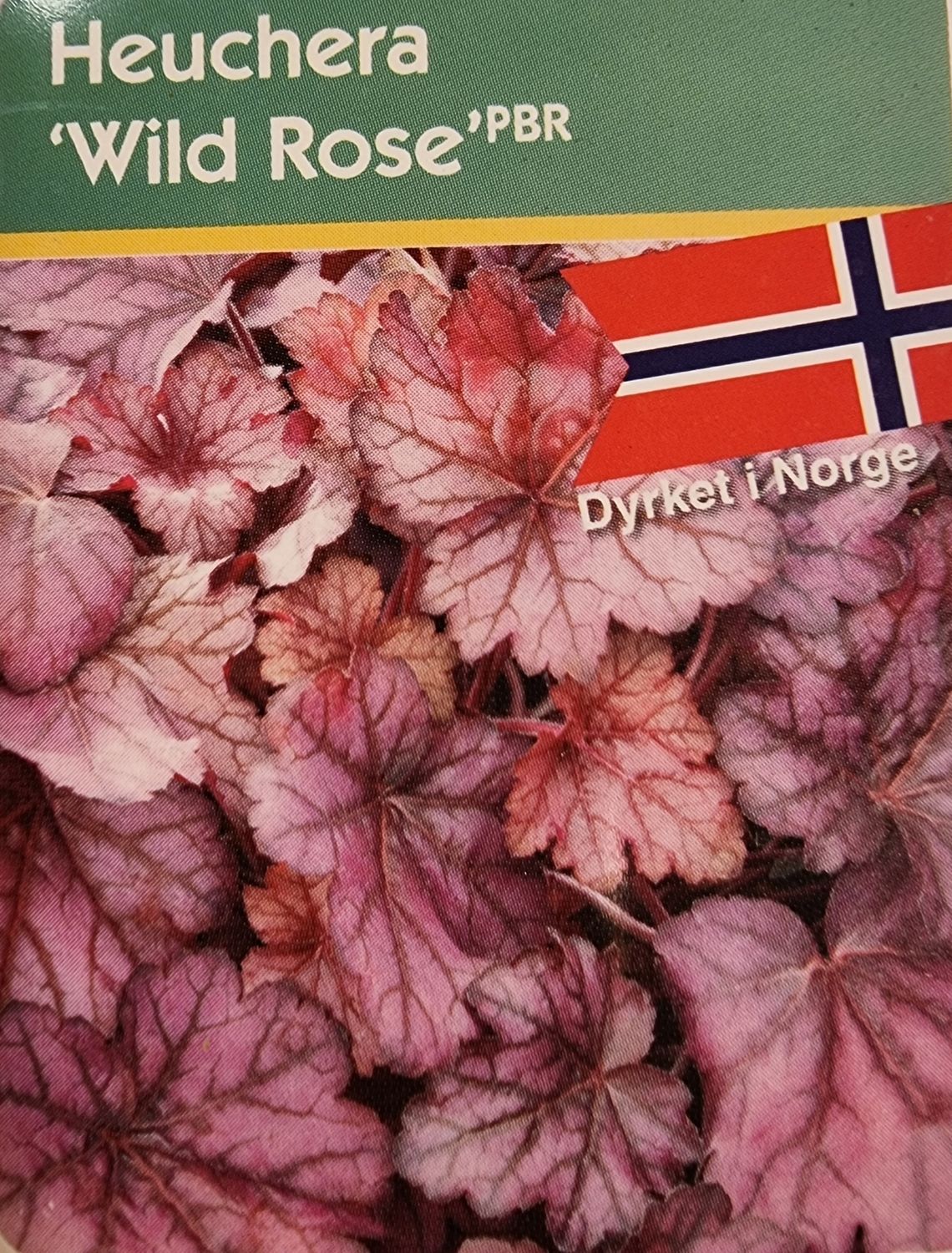 Alunrot/Heuchera - Wild Rose