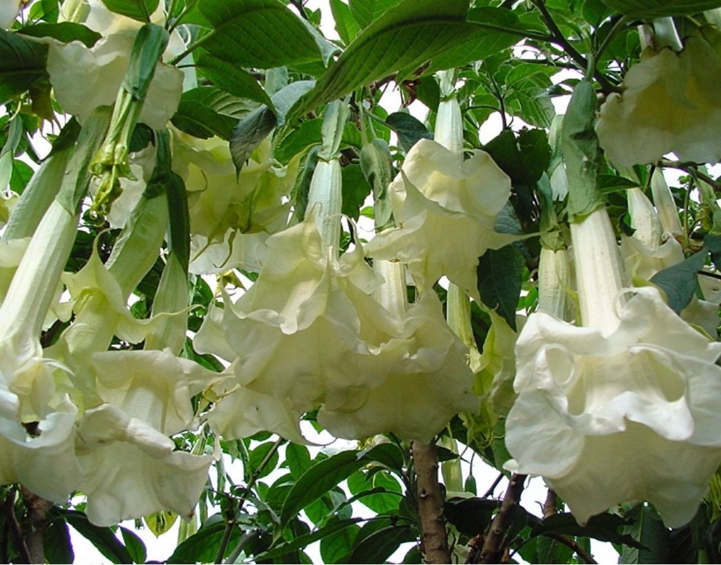 Engletrompet/Brugmansia Angels Fantacy