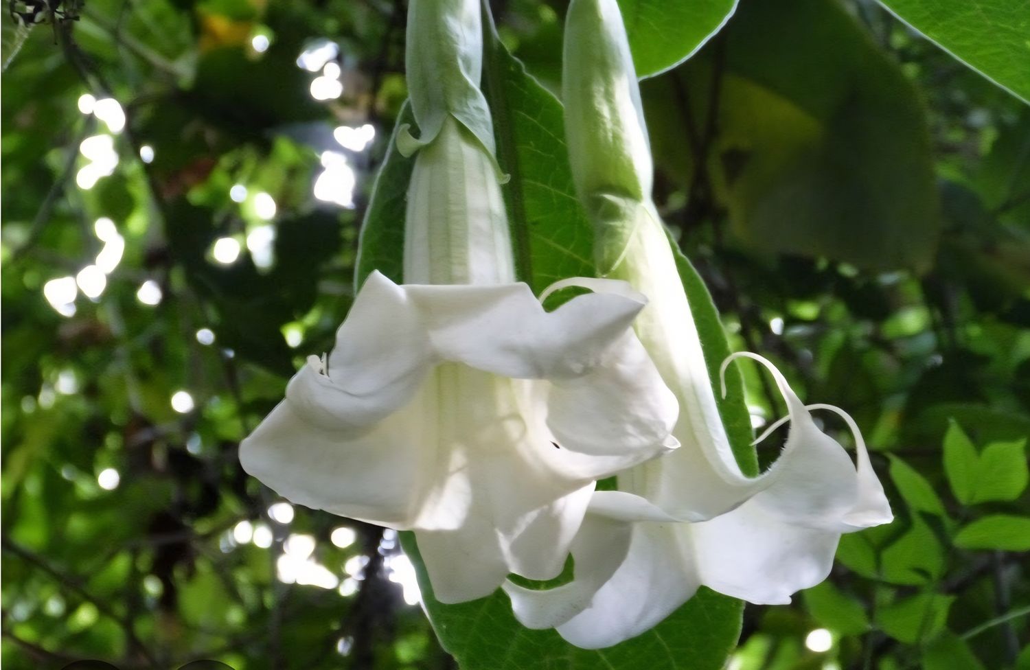 Engletrompet/Brugmansia Arborea