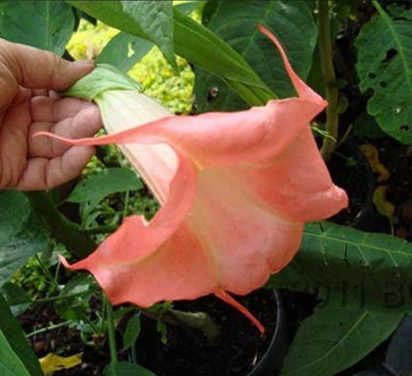 Engletrompet/Brugmansia Madam Bovary
