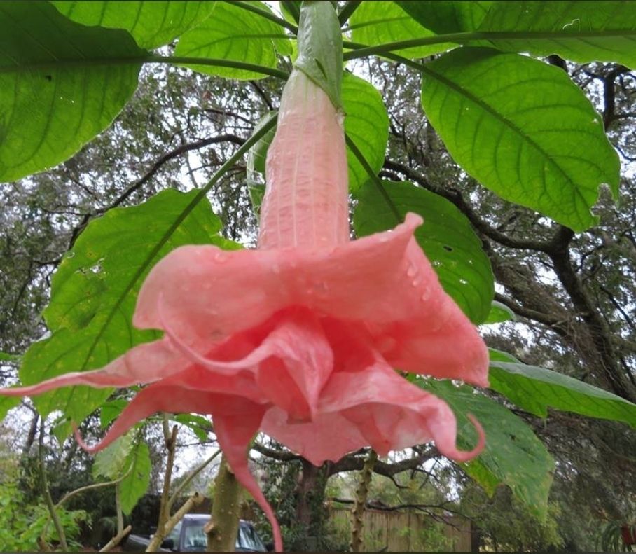 Engletrompet/Brugmansia Third Heaven