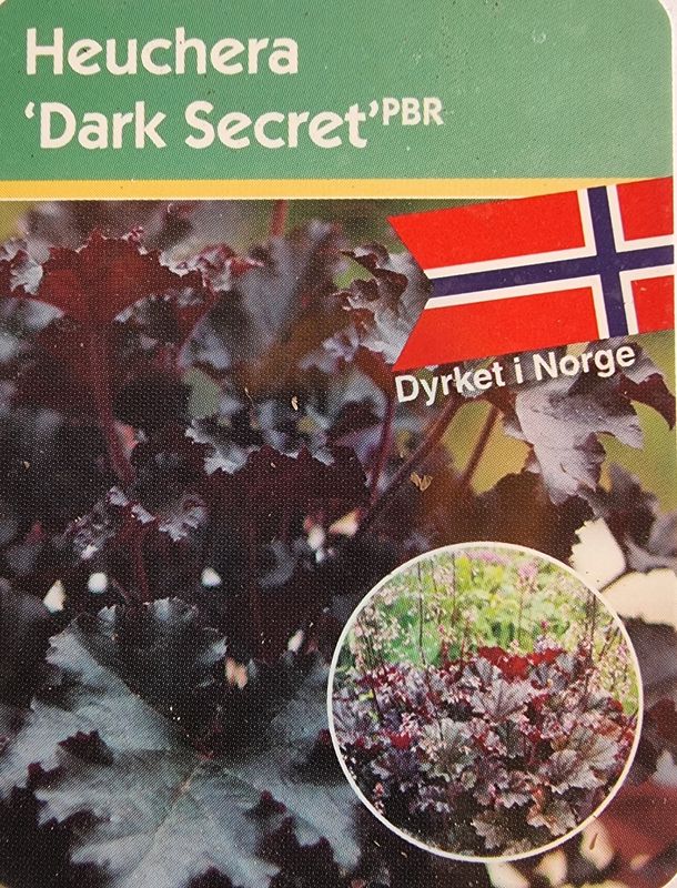 Alunrot/Heuchera - Dark Secret
