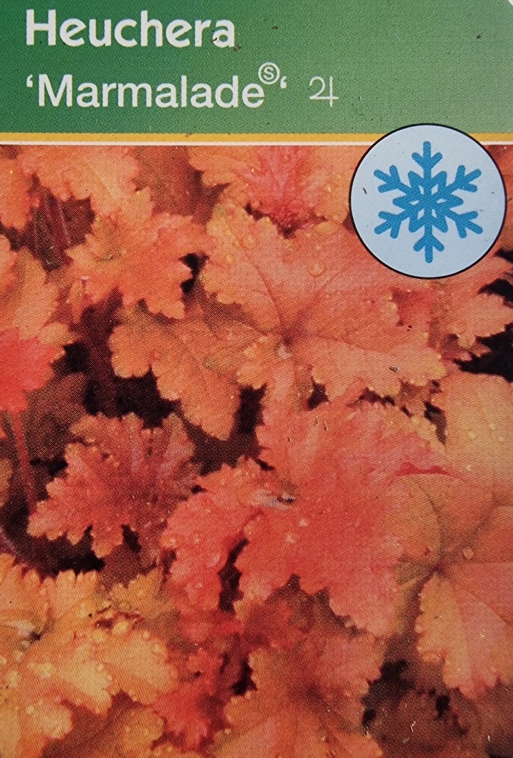 Alunrot/Heuchera - Marmalade