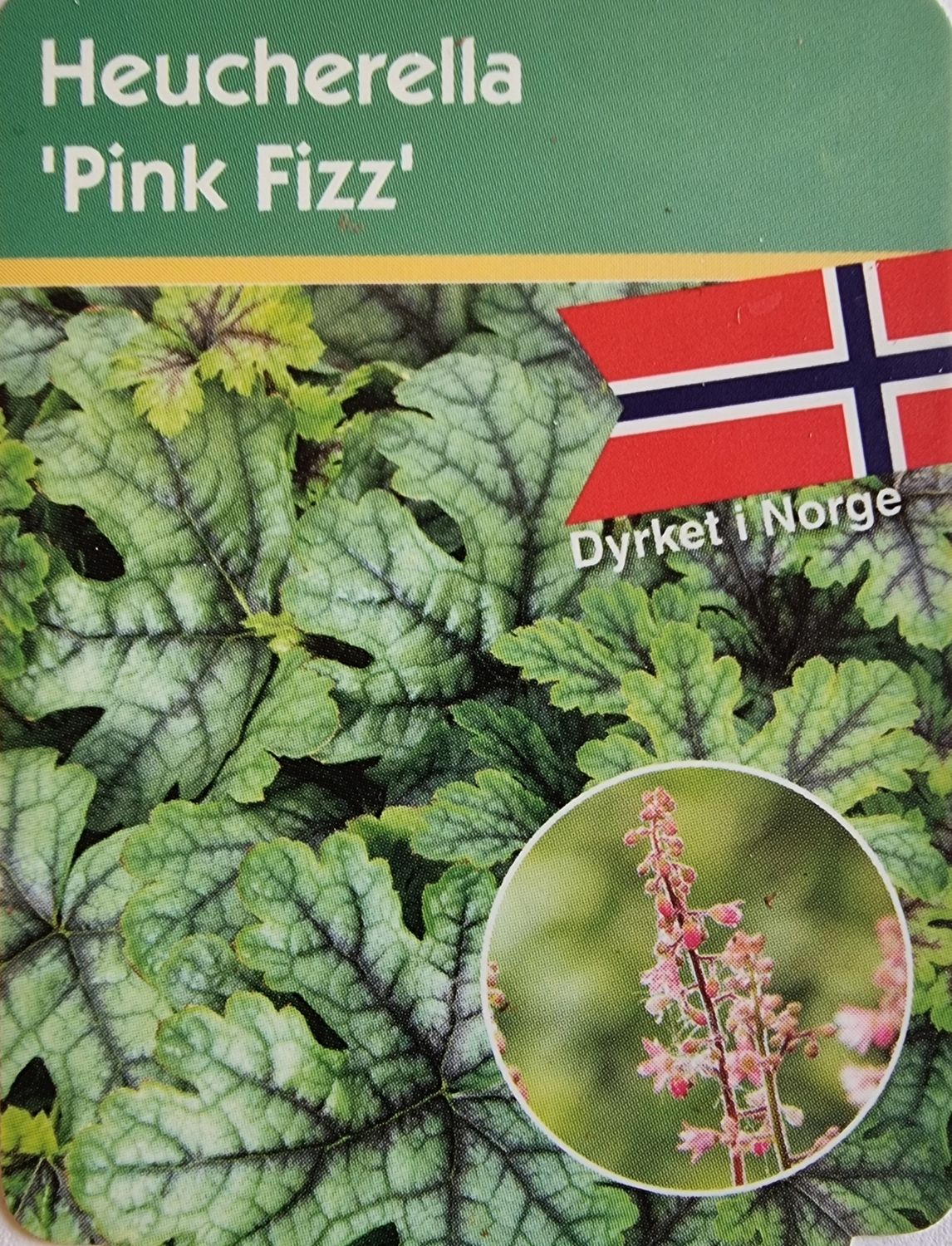Alunrot/Heucherella - Pink Fizz