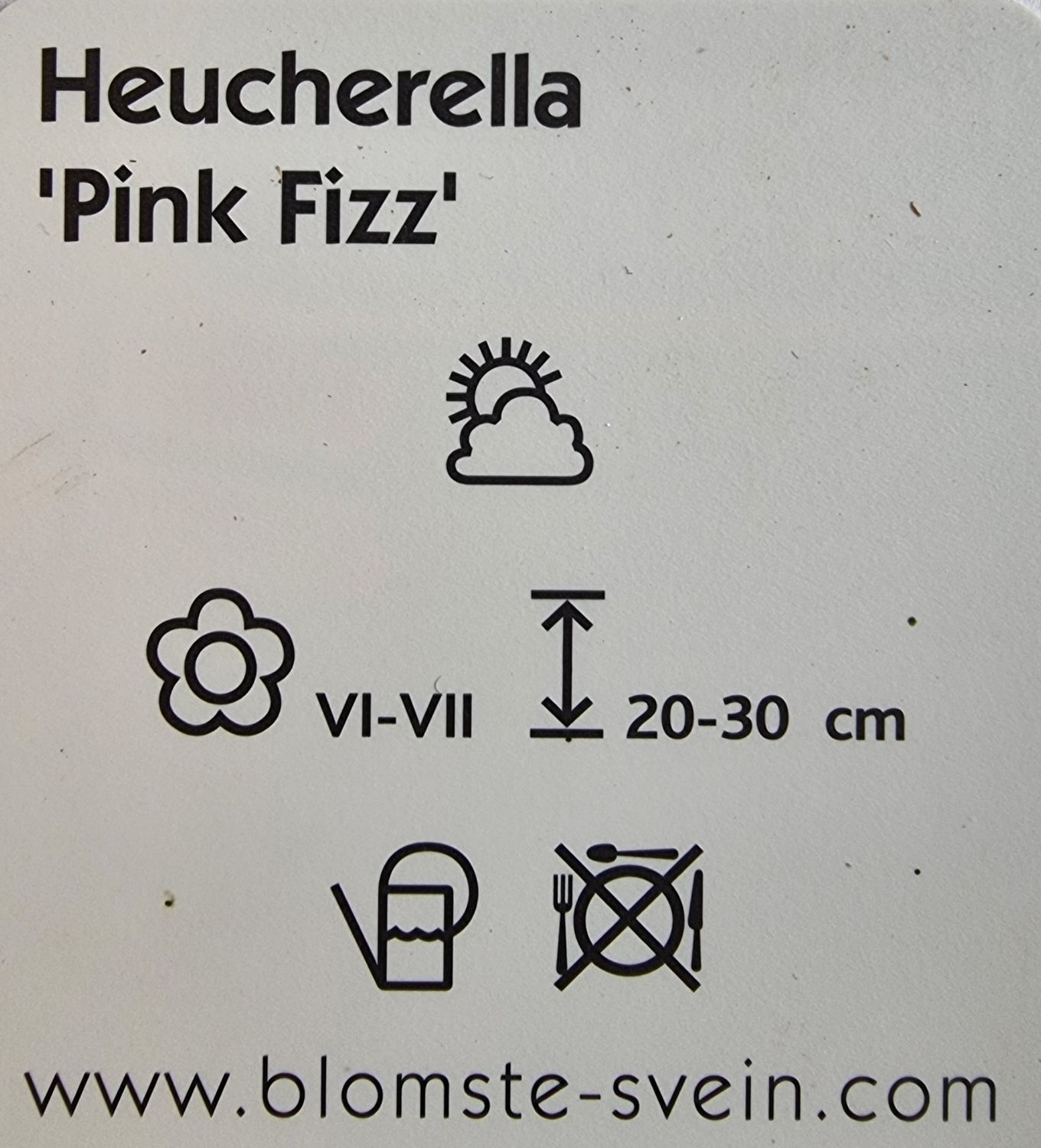 Alunrot/Heucherella - Pink Fizz