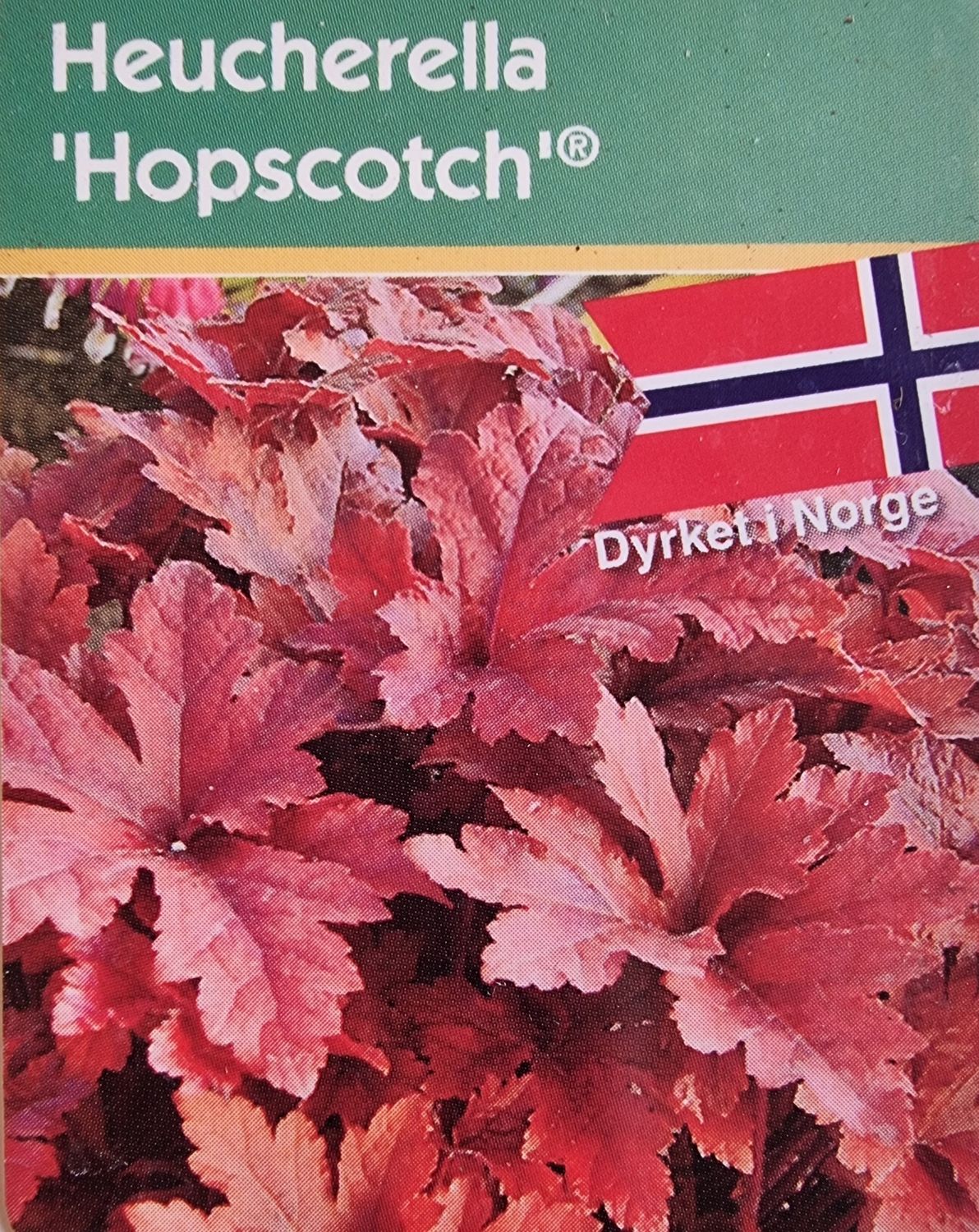 Alunrot/Heucherella - Hopscotch