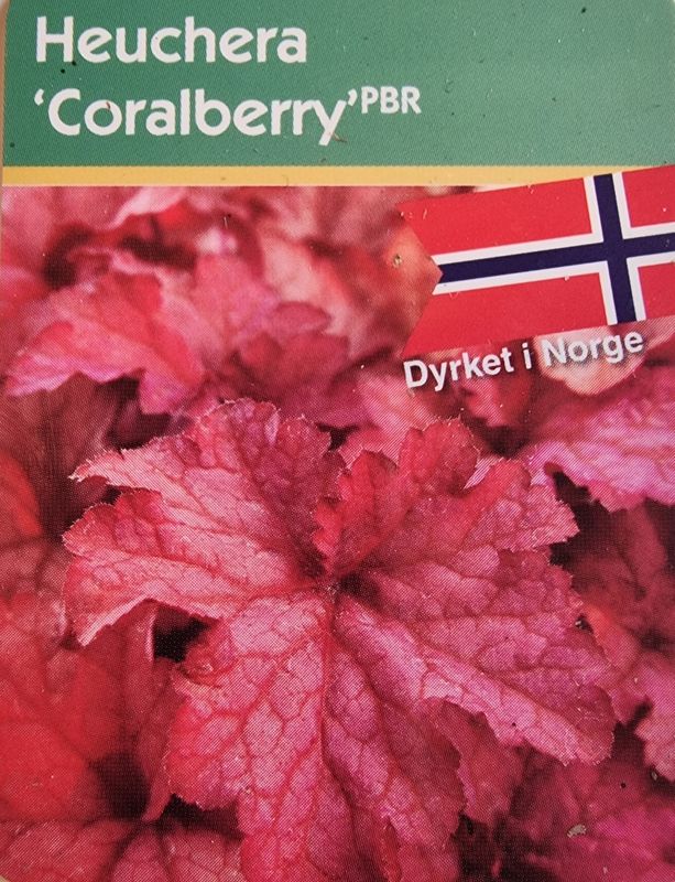 Alunrot/Heuchera - Coralberry