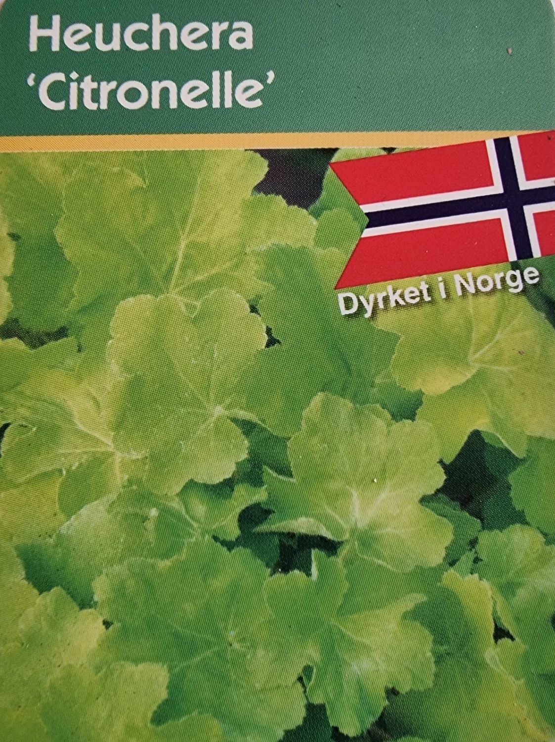 Alunrot/Heuchera - Citronelle