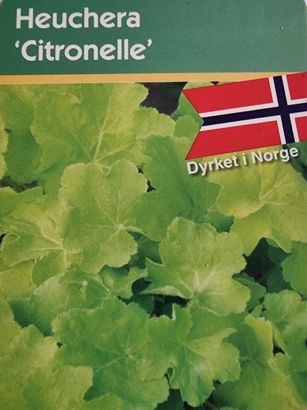 Alunrot/Heuchera - Citronelle