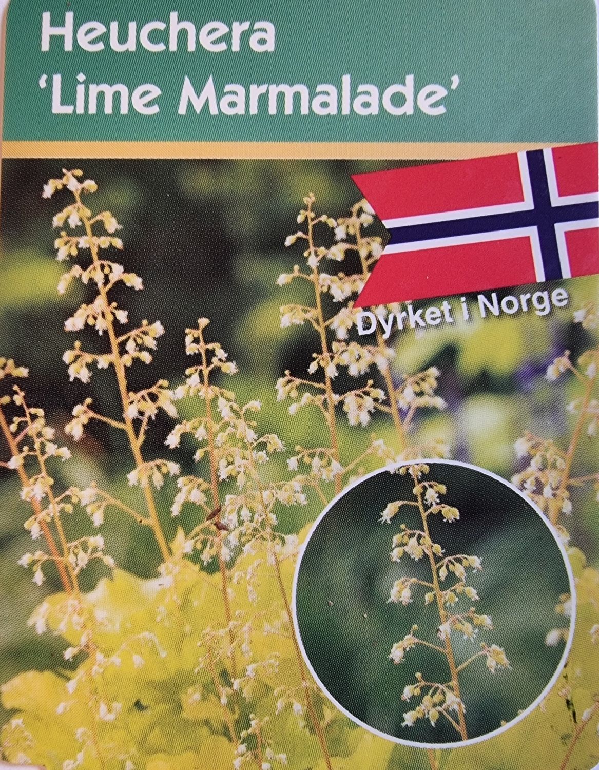 Alunrot/Heuchera - Lime Marmalade