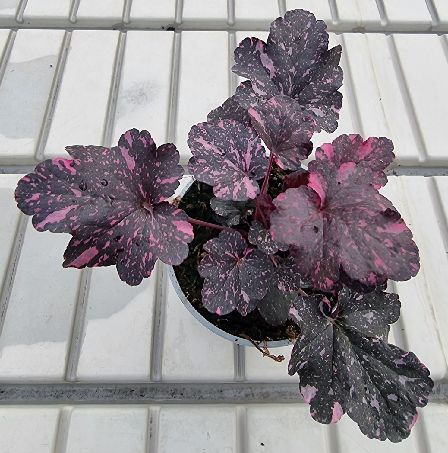 Alunrot/Heuchera - Midnight Rose