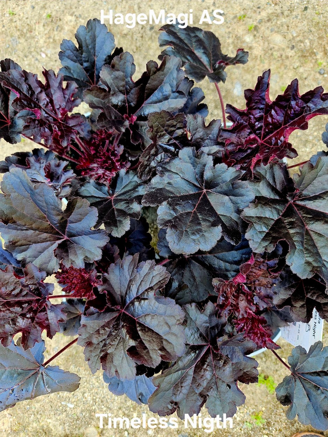 Alunrot/Heuchera - Timeless Nigtht