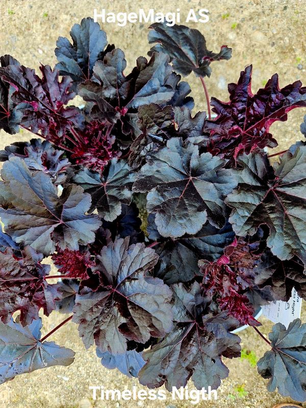 Alunrot/Heuchera - Timeless Nigtht