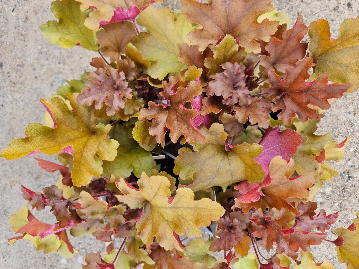 Alunrot/Heuchera - Marmalade