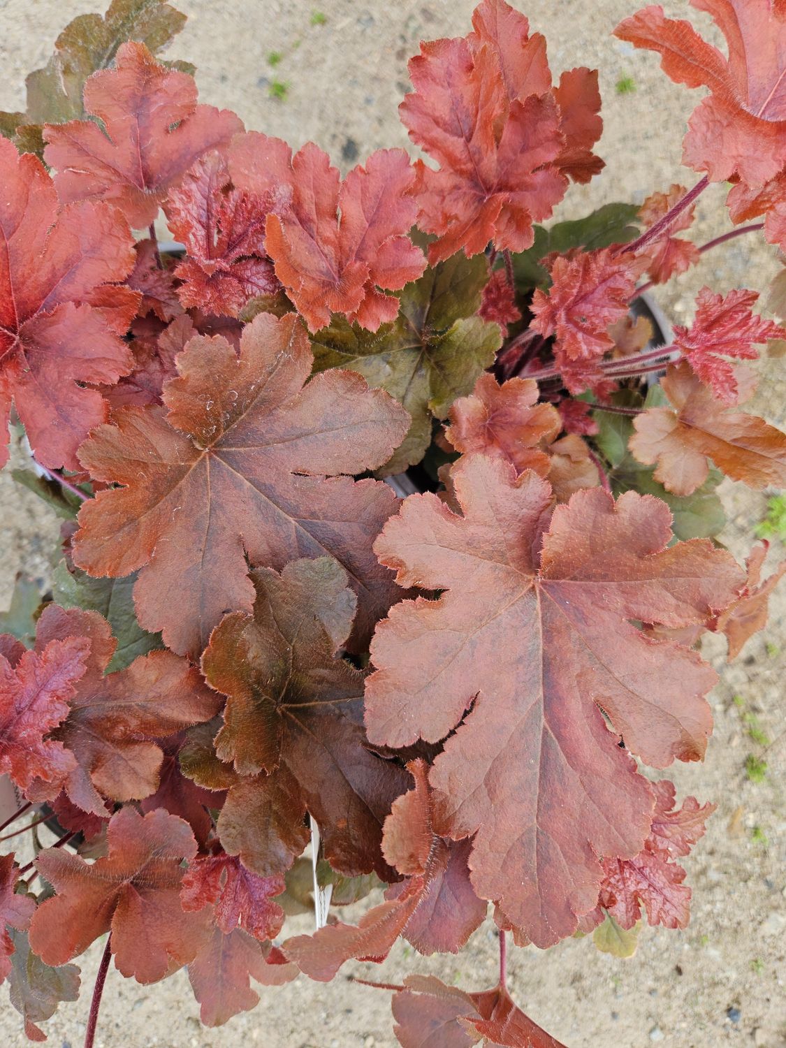 Alunrot/Heucherella - Hopscotch