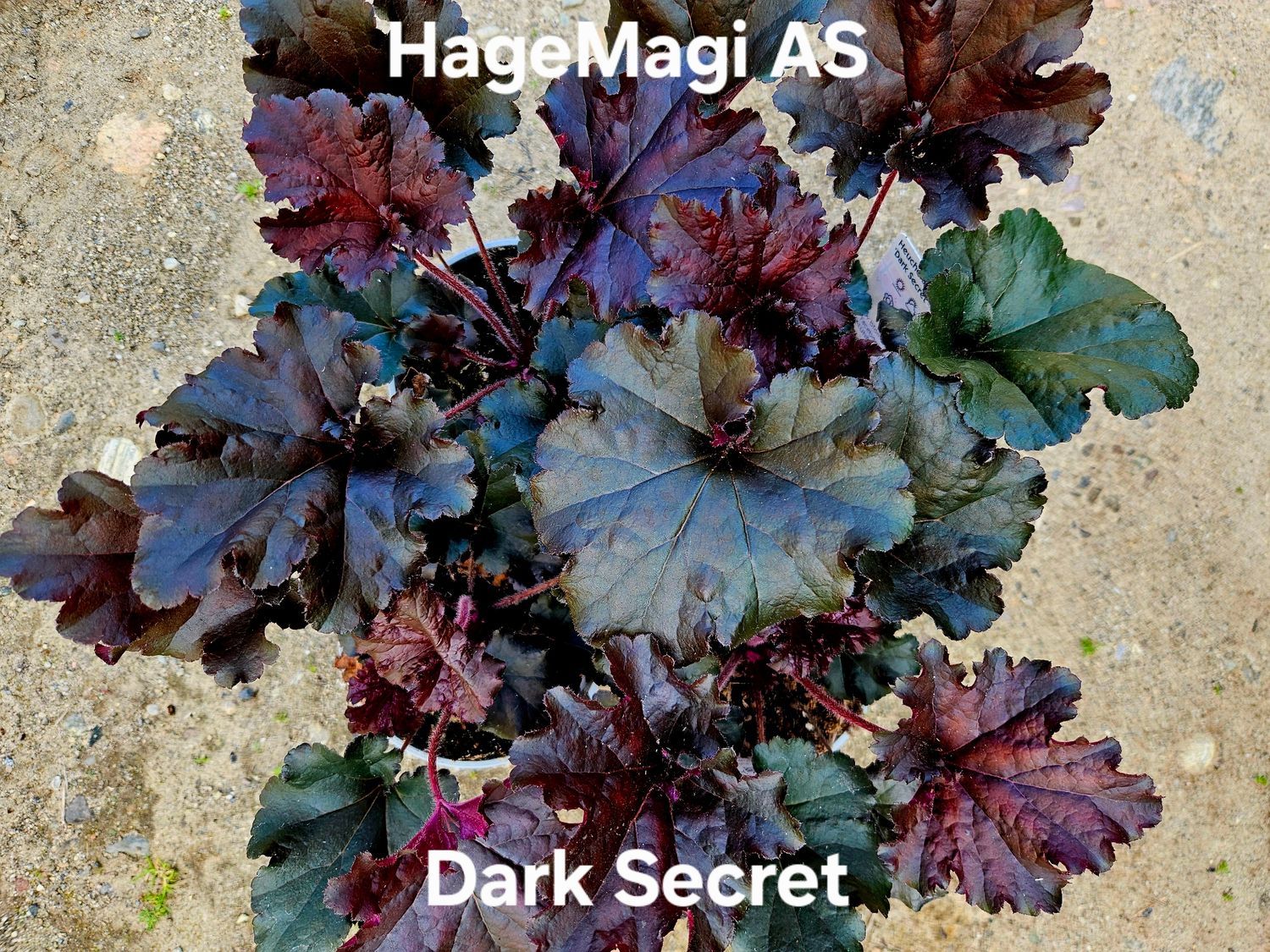 Alunrot/Heuchera - Dark Secret