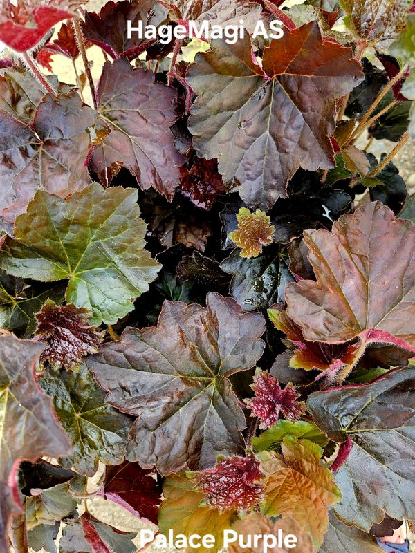 Alunrot/Heuchera - Palace Purple