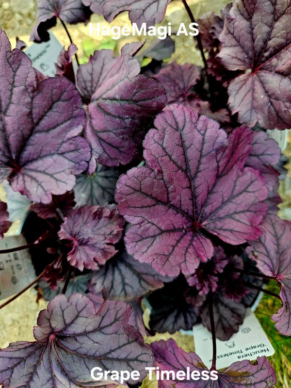 Alunrot/Heuchera - Grape Timeless