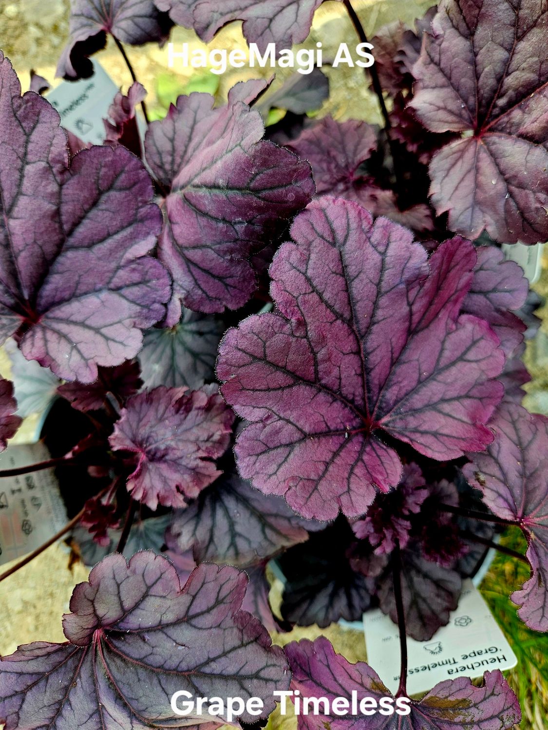 Alunrot/Heuchera - Grape Timeless