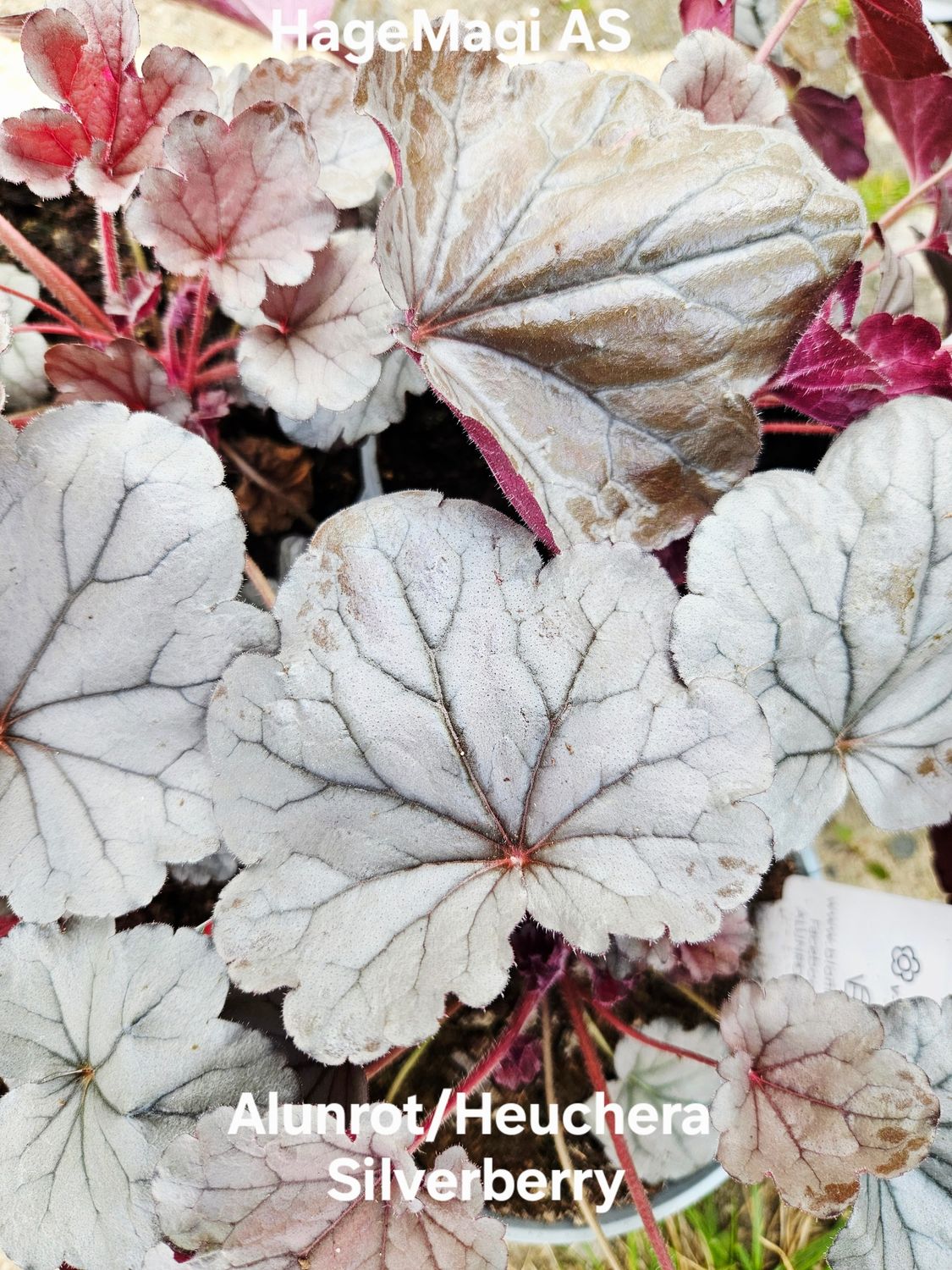 Alunrot/Heuchera - Silverberry