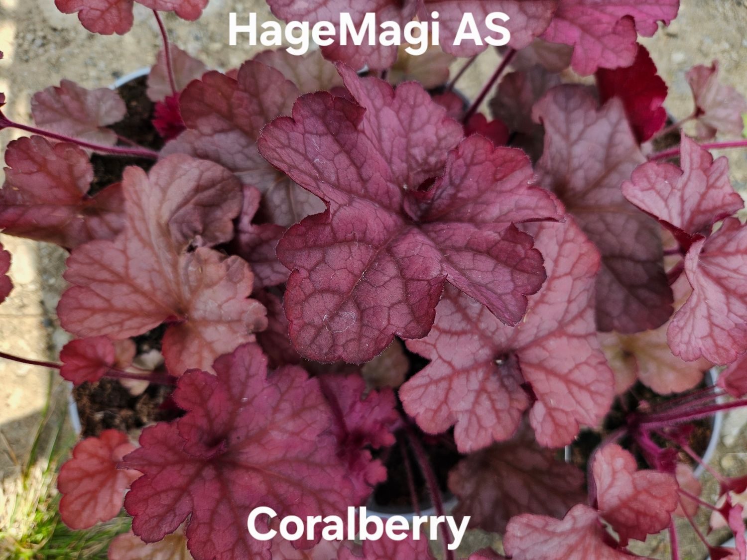 Alunrot/Heuchera - Coralberry