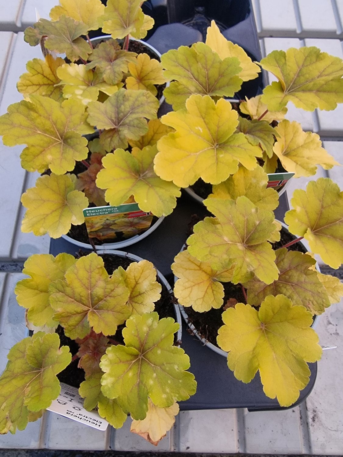 Alunrot/Heuchera - Electra