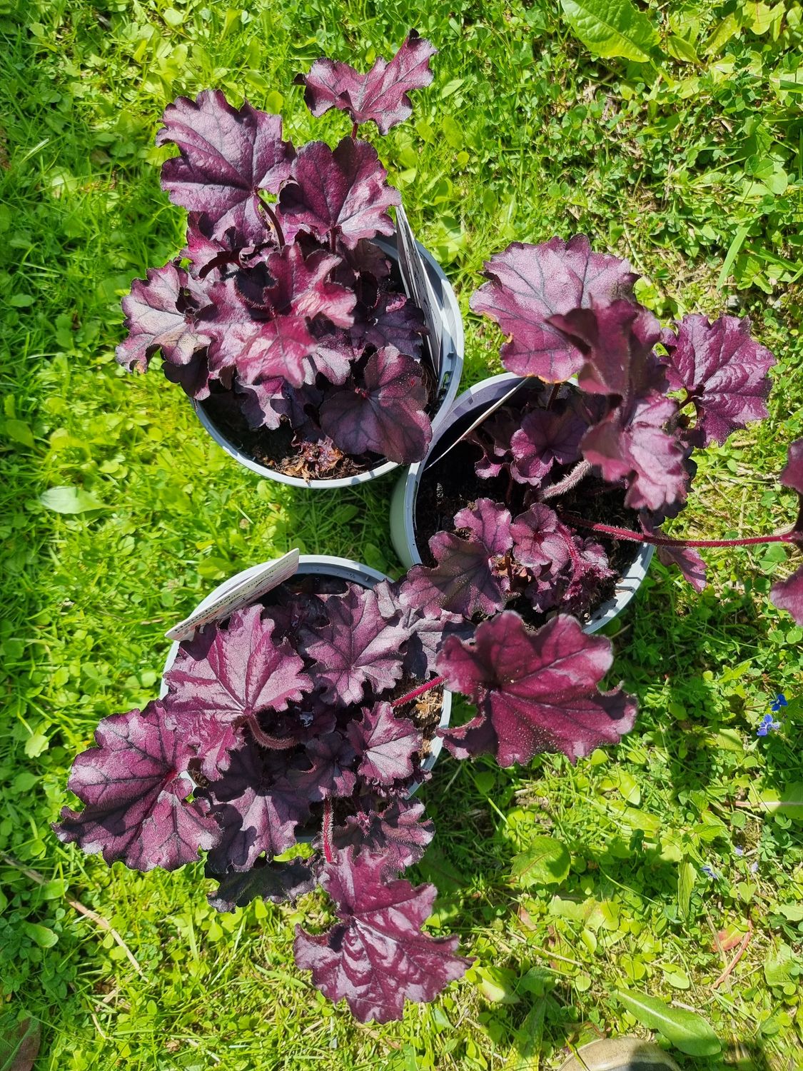 Alunrot/Heuchera - Forever Purple