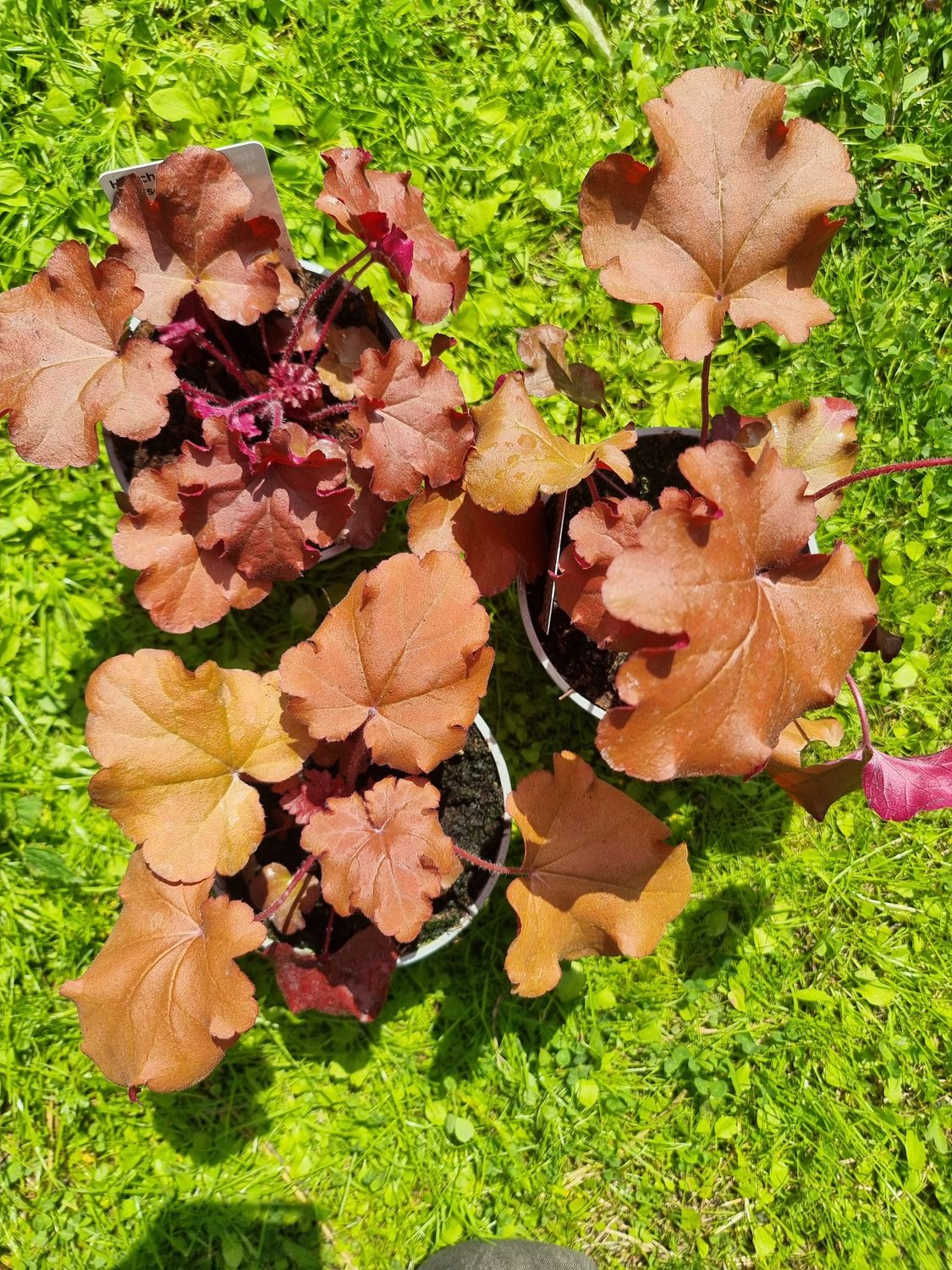 Alunrot/Heuchera - Boysenberry