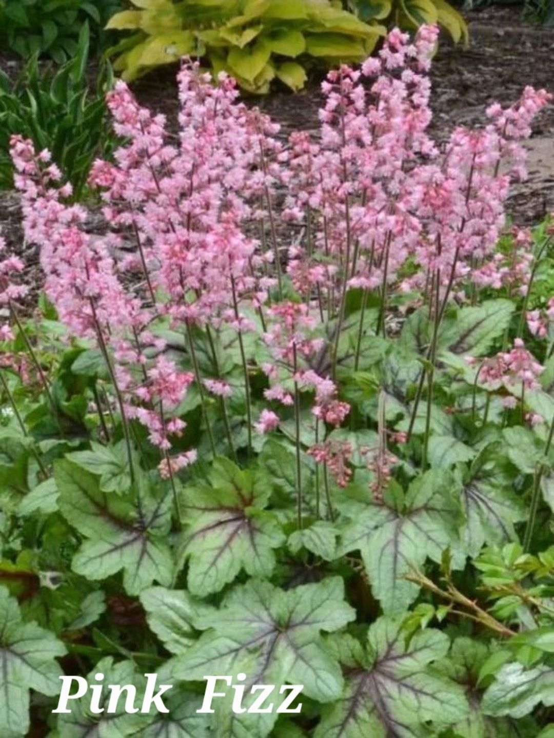 Alunrot/Heucherella - Pink Fizz