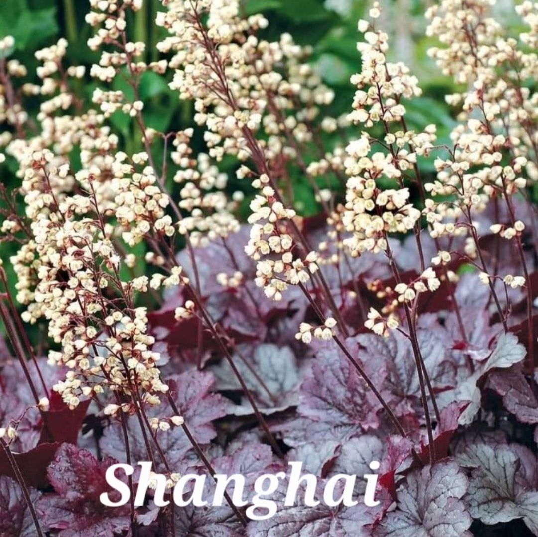 Alunrot/Heuchera - Shanghai