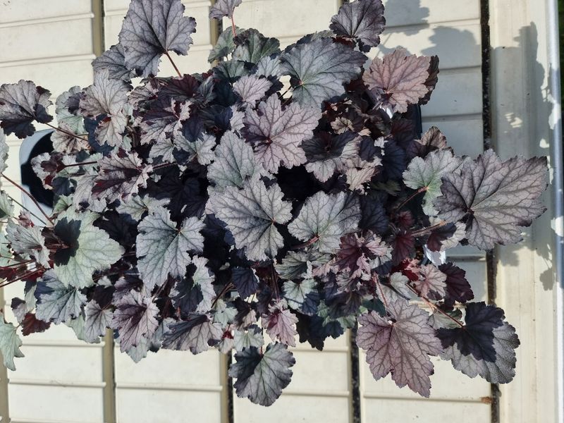 Alunrot/Heuchera - Frosted Violet
