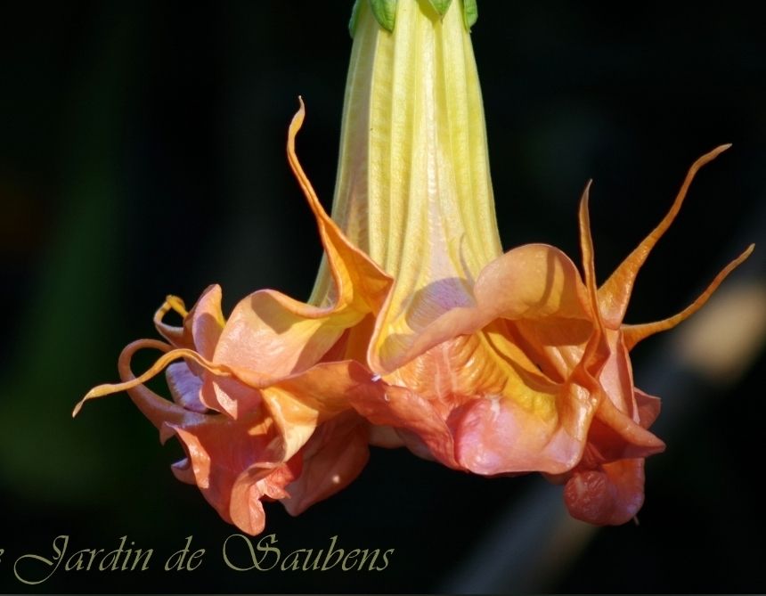 Engletrompet/Brugmansia SB Le Magnefique