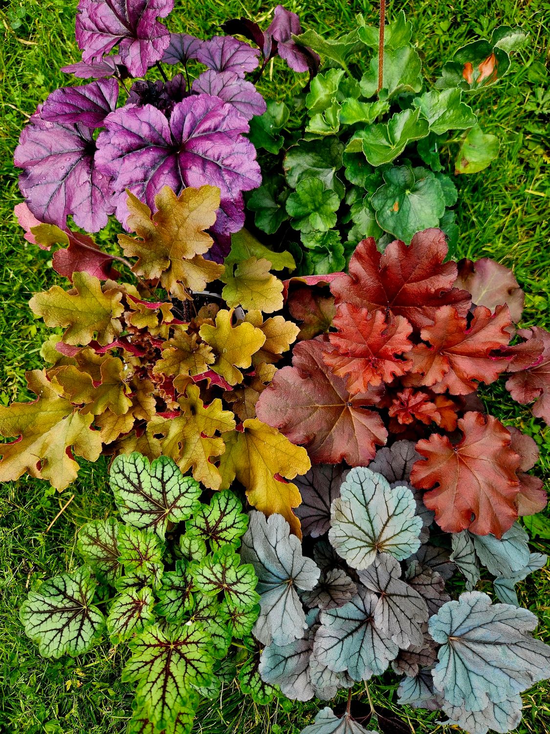 Alunrot - 6 stk i 13 cm potter
