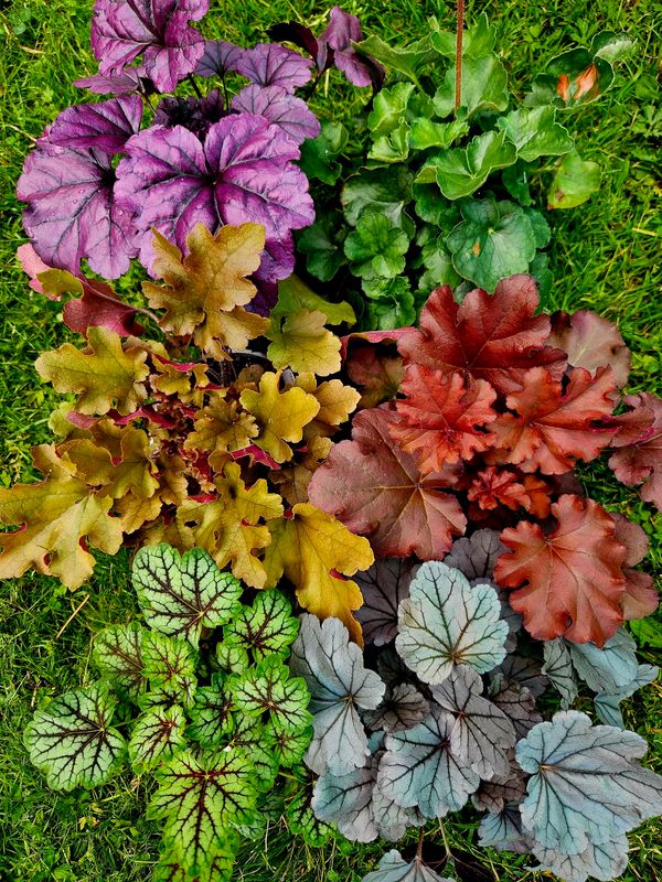 Alunrot - 6 stk i 13 cm potter