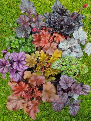 Alunrot - 10 stk i 13 cm potter