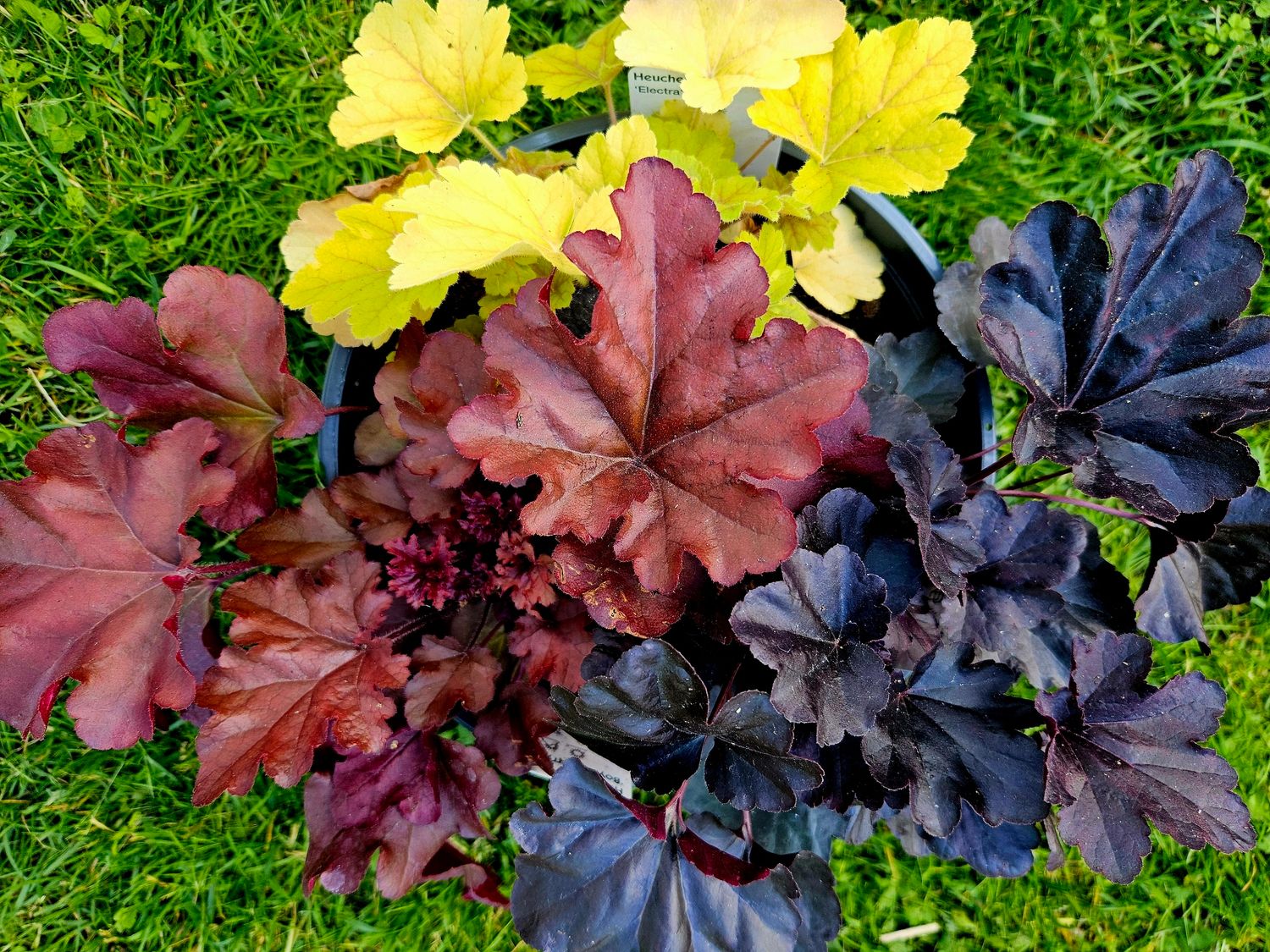 Alunrot - 3 stk i 13 cm potter - Passer til ampel / krukke / kirkegår Alunrot - 3 stk i 13 cm potter - Passer til ampel / krukke / kirkegår