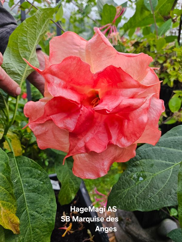 Engletrompet/Brugmansia SB Marquise des Anges